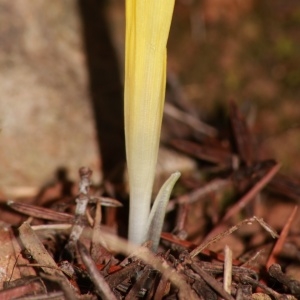 Sternbergia colchiciflora Waldst. & Kit. (Sternbergie à fleurs de colchique)