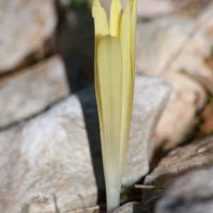 Photographie n°1058277 du taxon Sternbergia colchiciflora Waldst. & Kit. [1805]