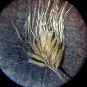 Polypogon monspeliensis (L.) Desf. (Polypogon de Montpellier)