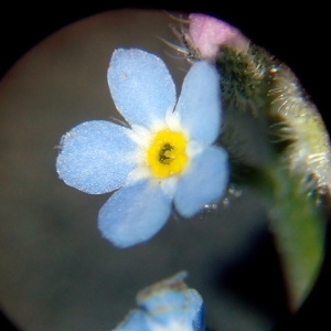 Photographie n°1058792 du taxon Myosotis arvensis (L.) Hill [1764]