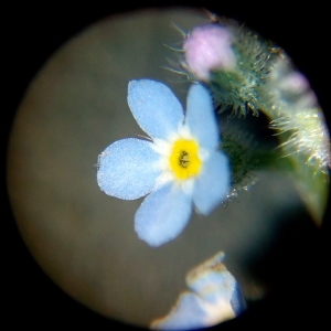 Photographie n°1058793 du taxon Myosotis arvensis (L.) Hill [1764]