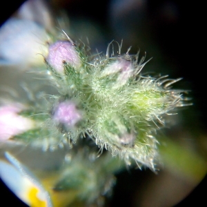 Photographie n°1058794 du taxon Myosotis arvensis (L.) Hill [1764]