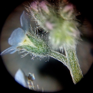 Photographie n°1058797 du taxon Myosotis arvensis (L.) Hill [1764]