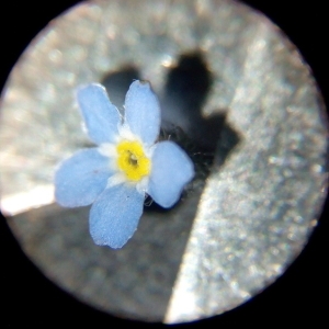Photographie n°1058798 du taxon Myosotis arvensis (L.) Hill [1764]