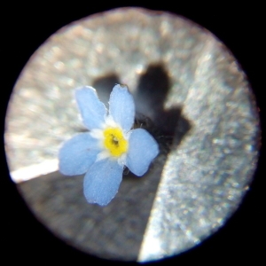 Photographie n°1058799 du taxon Myosotis arvensis (L.) Hill [1764]
