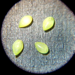 Photographie n°1058802 du taxon Myosotis arvensis (L.) Hill [1764]