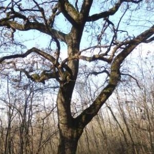 Photographie n°1059178 du taxon Chêne pédonculé