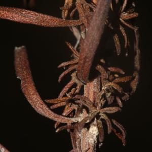 Photographie n°1059481 du taxon Galatella sedifolia subsp. sedifolia 
