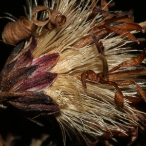 Photographie n°1059511 du taxon Galatella sedifolia subsp. sedifolia 