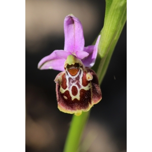 Ophrys montis-aviarii O.Hirschy & L Bennery