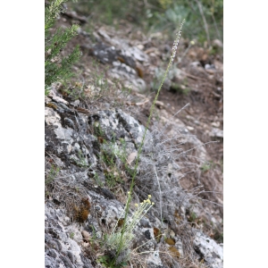 Anarrhinum laxiflorum Boiss. (Muflier à fleurs lâches)