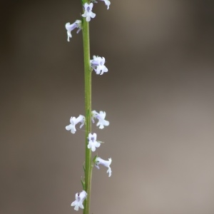  - Anarrhinum laxiflorum Boiss. [1838]