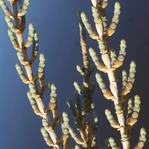 Photographie n°1060070 du taxon Salicornia fruticosa (L.) L. [1762]