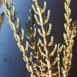 Photographie n°1060071 du taxon Salicornia fruticosa (L.) L. [1762]