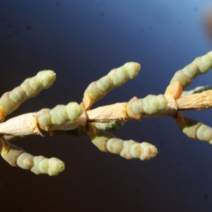 Photographie n°1060073 du taxon Salicornia fruticosa (L.) L. [1762]