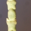  Liliane Roubaudi - Salicornia fruticosa (L.) L. [1762]