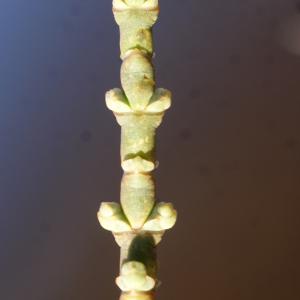 Photographie n°1060076 du taxon Salicornia fruticosa (L.) L. [1762]