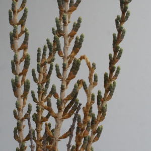 Photographie n°1060079 du taxon Salicornia fruticosa (L.) L. [1762]