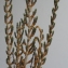  Liliane Roubaudi - Salicornia fruticosa (L.) L. [1762]