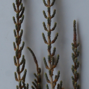 Photographie n°1060080 du taxon Salicornia fruticosa (L.) L. [1762]