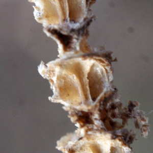 Photographie n°1060092 du taxon Salicornia fruticosa (L.) L. [1762]