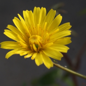 Sonchus tenerrimus L. (Laiteron délicat)