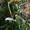  Liliane Roubaudi - Gazania rigens (L.) Gaertn. [1791]