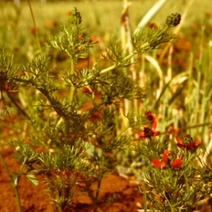  - Adonis annua var. annua