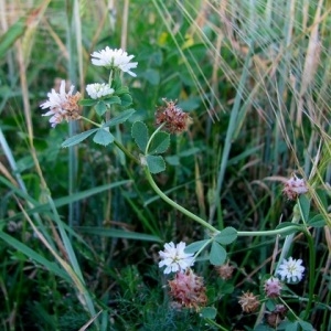 Photographie n°1060560 du taxon Trifolium resupinatum L. [1753]