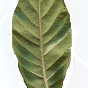 Photographie n°1061478 du taxon Eriobotrya japonica (Thunb.) Lindl. [1821]