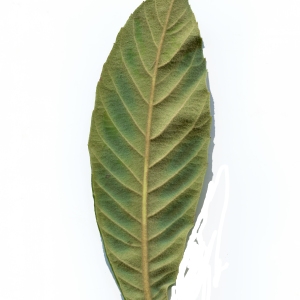 Photographie n°1061480 du taxon Eriobotrya japonica (Thunb.) Lindl. [1821]