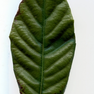 Photographie n°1061481 du taxon Eriobotrya japonica (Thunb.) Lindl. [1821]
