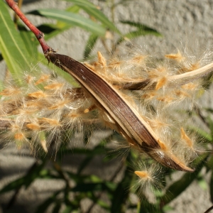 Photographie n°1061504 du taxon Nerium oleander L. [1753]