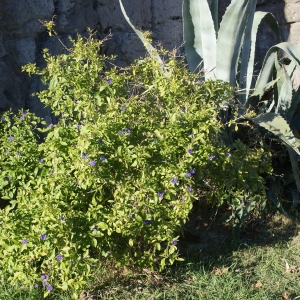 Photographie n°1061506 du taxon Solanum rantonnetii Carrière ex Lesc. [1859]