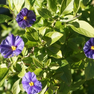 Photographie n°1061507 du taxon Solanum rantonnetii Carrière ex Lesc. [1859]