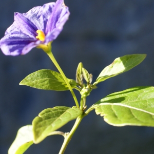 Photographie n°1061510 du taxon Solanum rantonnetii Carrière ex Lesc. [1859]