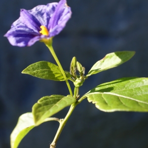 Photographie n°1061511 du taxon Solanum rantonnetii Carrière ex Lesc. [1859]