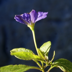 Photographie n°1061512 du taxon Solanum rantonnetii Carrière ex Lesc. [1859]