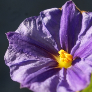 Photographie n°1061515 du taxon Solanum rantonnetii Carrière ex Lesc. [1859]