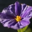  Liliane Roubaudi - Solanum rantonnetii Carrière ex Lesc. [1859]