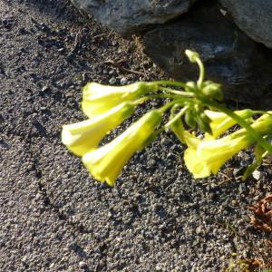 Photographie n°1061592 du taxon Oxalis pes-caprae L. [1753]