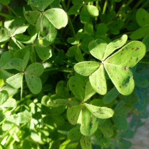 Photographie n°1061594 du taxon Oxalis pes-caprae L. [1753]