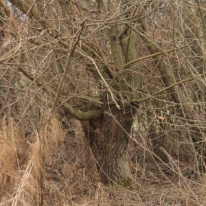 Photographie n°1062403 du taxon Salix alba L. [1753]