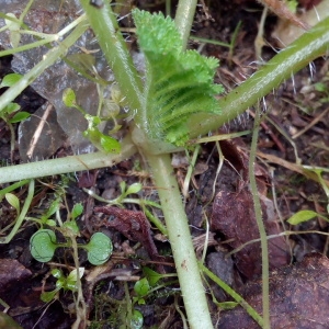 Photographie n°1062450 du taxon Erodium moschatum (L.) L'Hér. [1789]