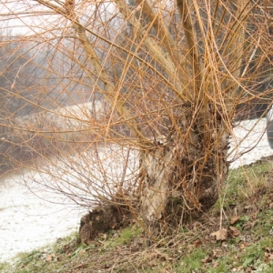 Photographie n°1062502 du taxon Salix alba var. vitellina (L.) Stokes [1812]