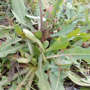 Photographie n°1062519 du taxon Cichorium intybus L. [1753]