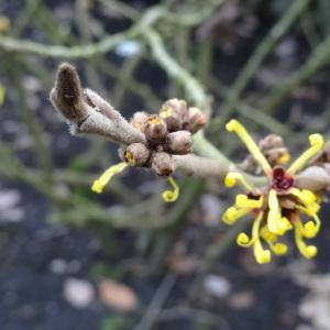 Photographie n°1062680 du taxon Hamamelis virginiana L. [1753]