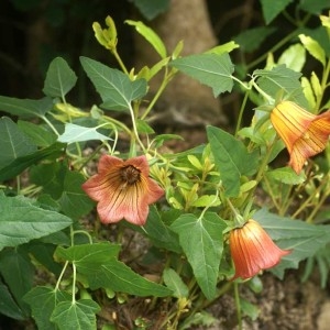 Photographie n°1062993 du taxon Canarina canariensis (L.) Vatke [1874]