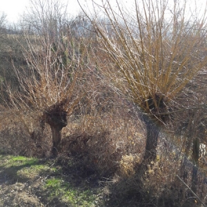 Photographie n°1063389 du taxon Salix alba var. vitellina (L.) Stokes [1812]