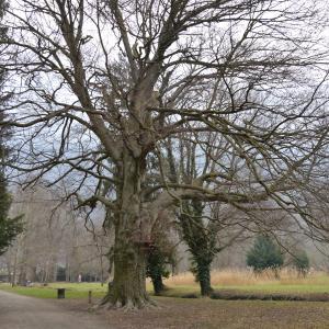 Photographie n°1064042 du taxon Fagus sylvatica L. [1753]